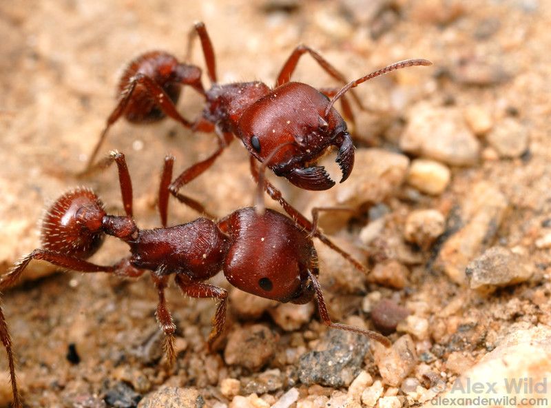 Ant - Harvester