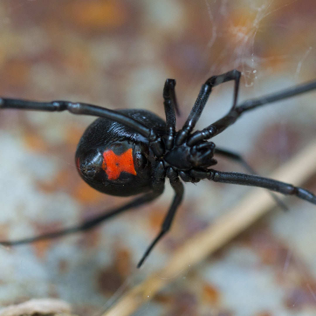 Spider - Black Widow