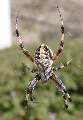 Spider - Western Orb Weave