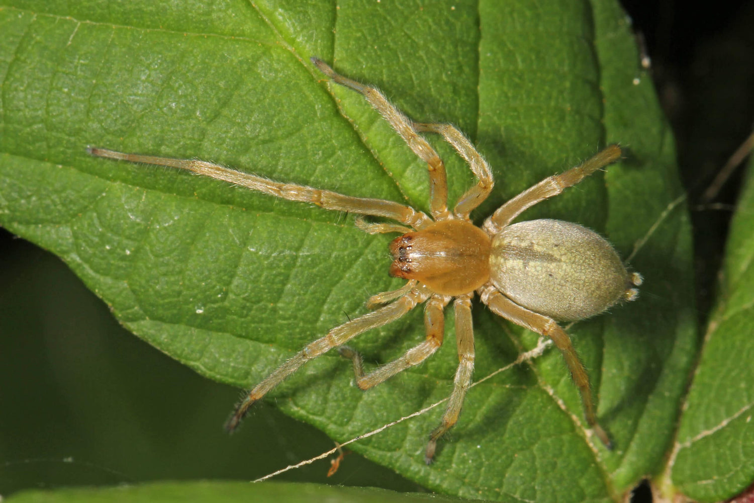 Spider - Yellow Sac