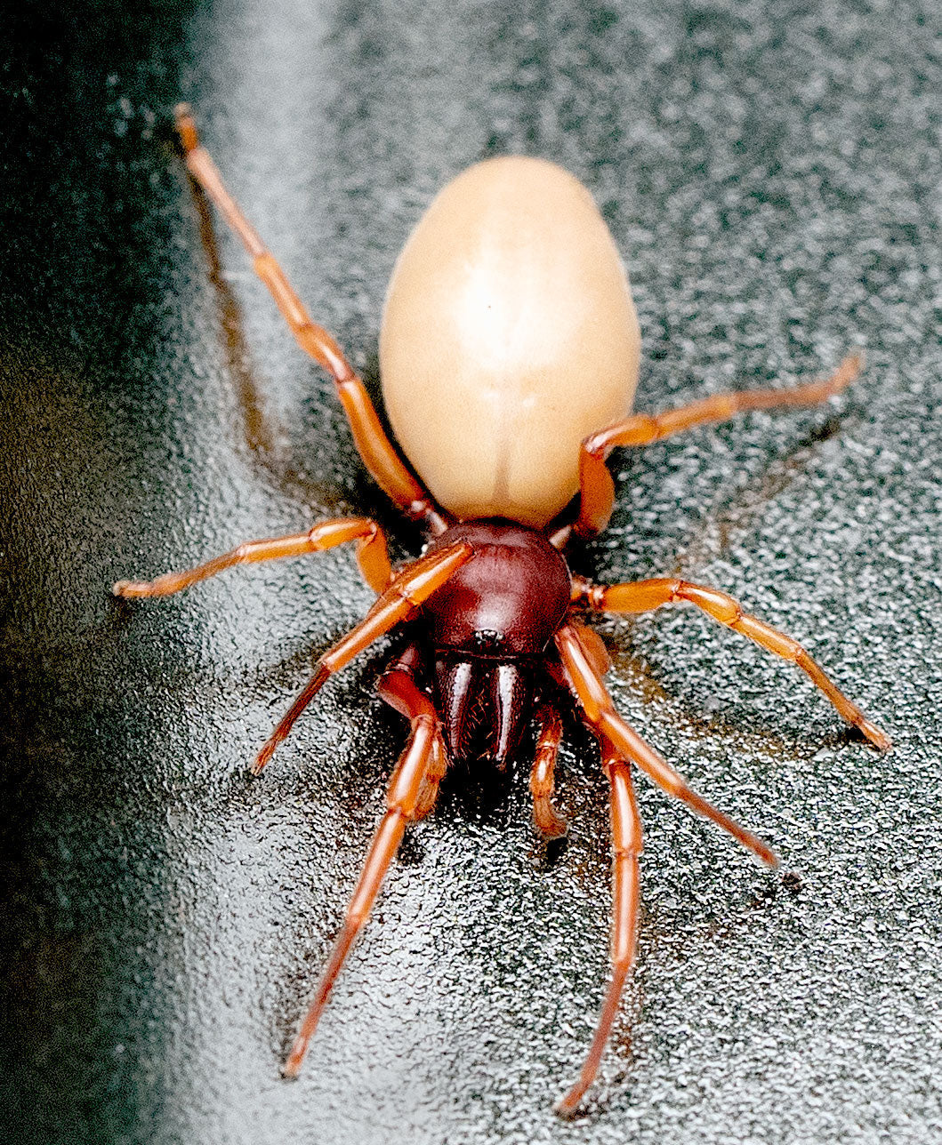 Spider - Woodlouse