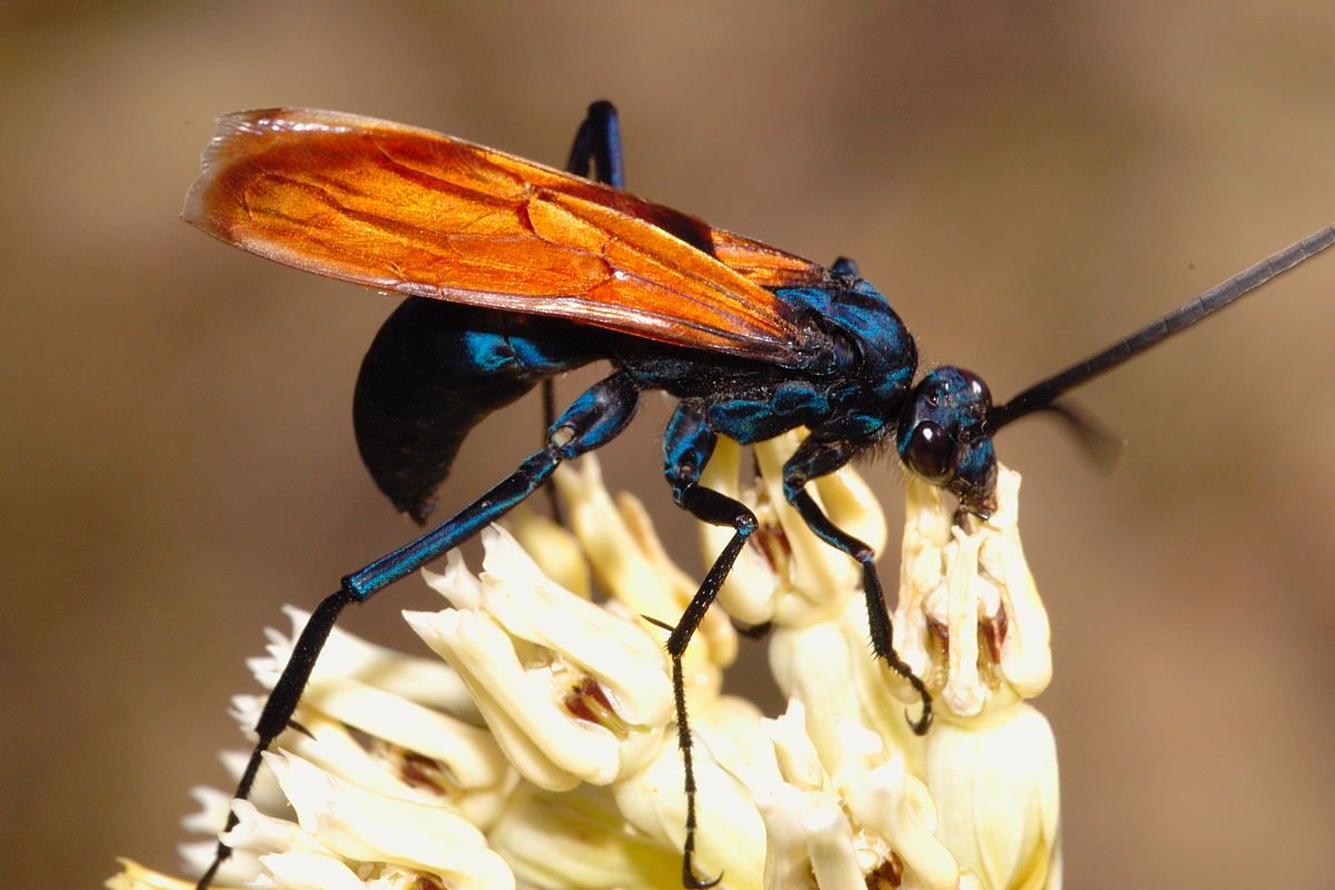 Wasp - Tarantula Hawk