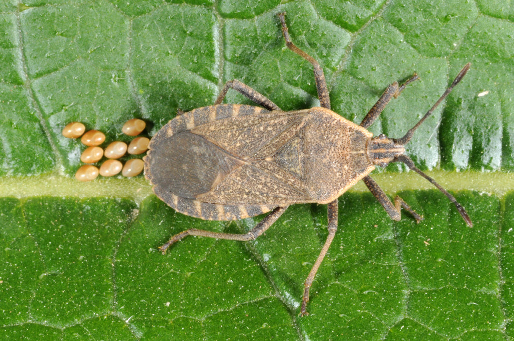 Beetle - Squash Bug