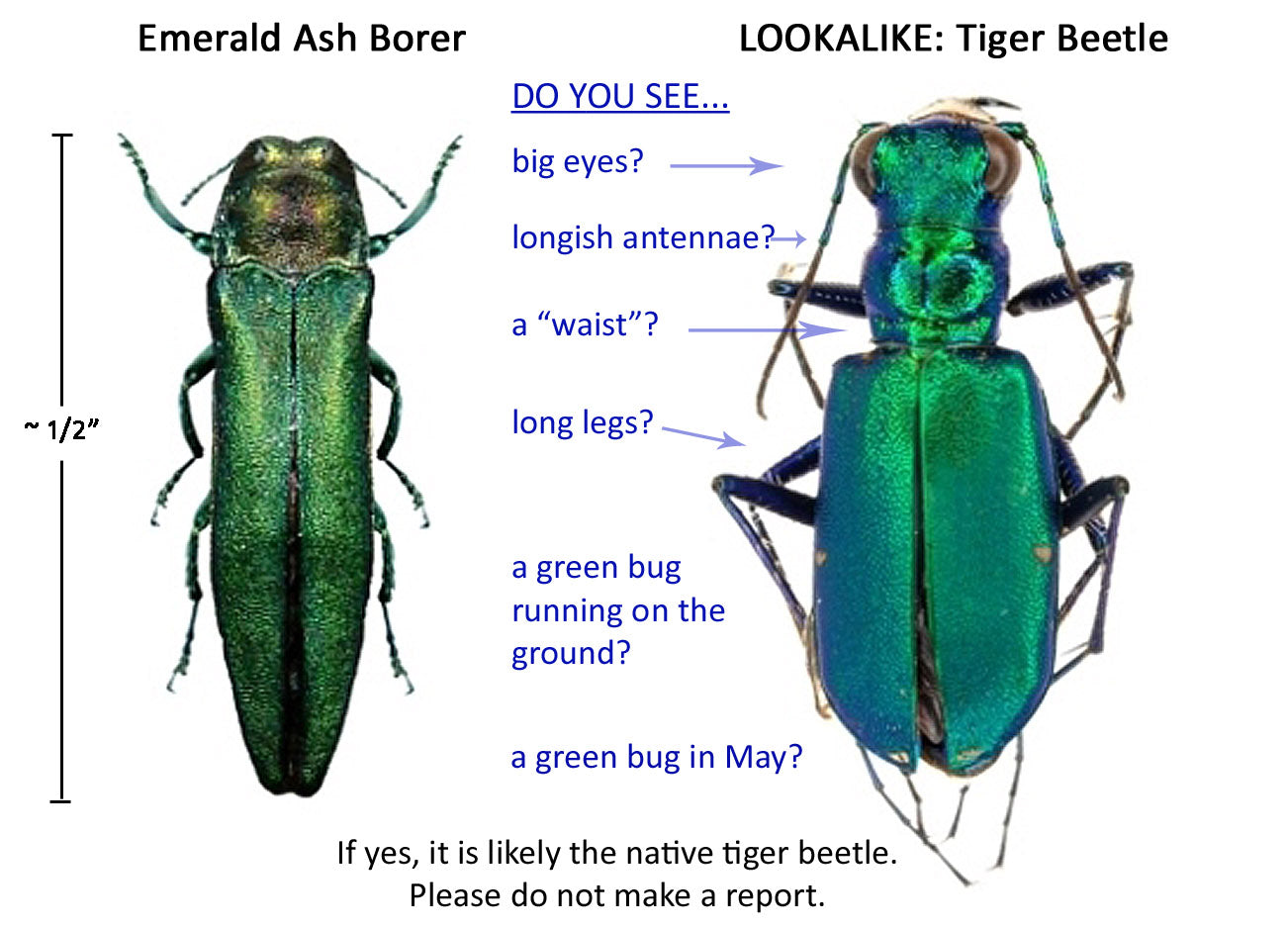 Beetle - Elm Ash Borer