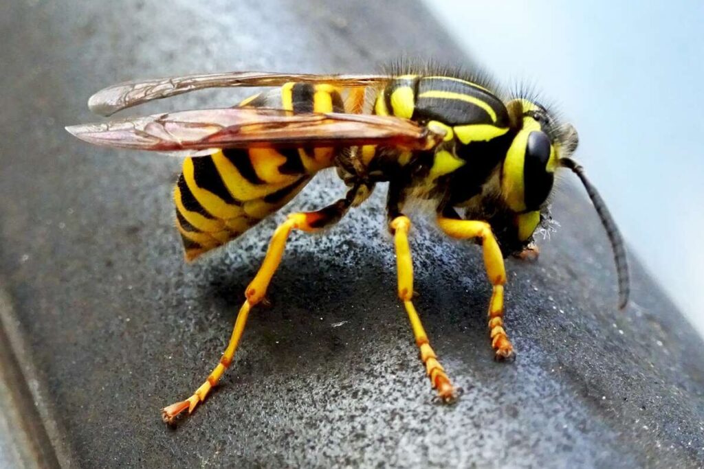 Wasp - Yellow Jacket