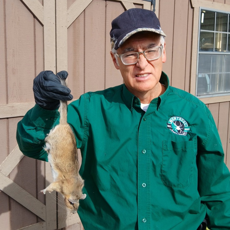 Rat - Bushy Tailed Wood